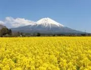 東風の画像