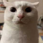 Moo