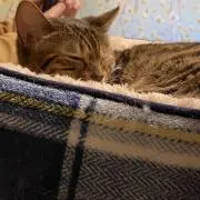kitterの画像