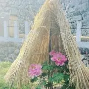 やすの画像