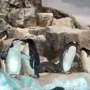 かずたんの画像
