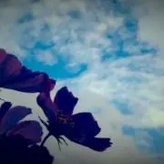 あにぇ【断捨離中】の画像