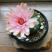 ☆やままり☆の画像