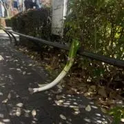 ブロッコリーの画像