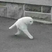 ペイタン