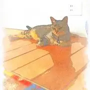トミちゃん