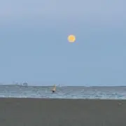 杉山の画像