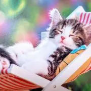 まみねこの画像