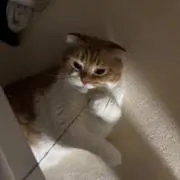 みみの画像