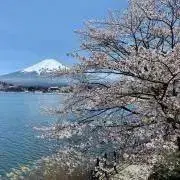Yingの画像
