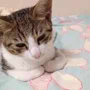 とらお