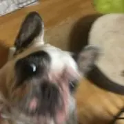 シュ