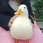 エリの画像