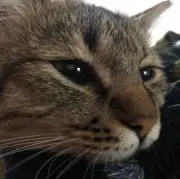 ネコ