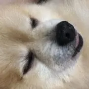 柚木の画像