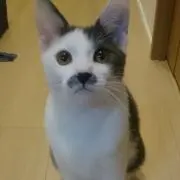 NAO