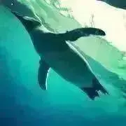 キョウコの画像