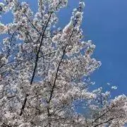 くんくんの画像