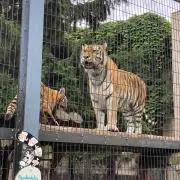 むぎ