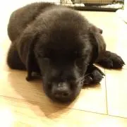 黒船の画像