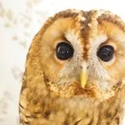 ポッポ