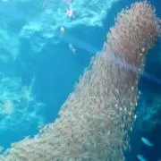 ファニマルの画像