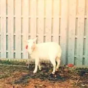 nachiの画像