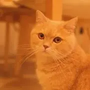 Sharonの画像