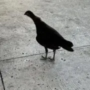 オクラの画像