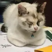せいちゃんのお店の画像