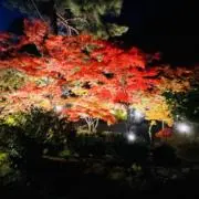 Onの画像