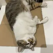tom