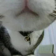 ぺこの画像
