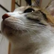 コン