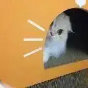 ココ丸⭐️の画像