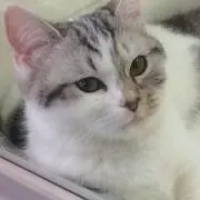 ふうさん
