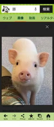 sp  pigの画像