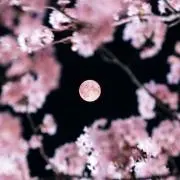 無名の画像