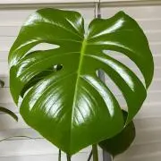 Riikoの画像