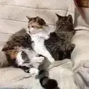 tomo（※必ずプロフ参照してください）の画像