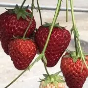 はなの画像