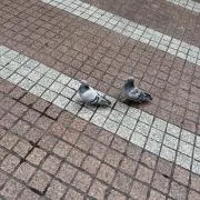 くるっぽーの画像