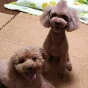 ちょこりっちゃん