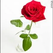 Roseの画像