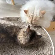 miの画像