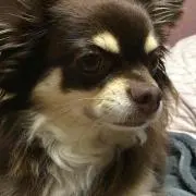 しょこ