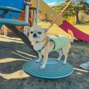 oknの画像
