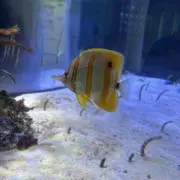 まさきの画像