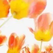 m @即購入OK！の画像