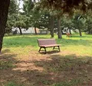 かじゅまるの画像